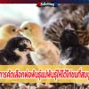 วิธีการคัดเลือกพ่อพันธุ์แม่พันธุ์ให้ได้ไก่ชนที่สมบูรณ์