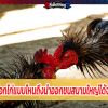 เลือกไก่แบบไหนถึงนำออกชนสนามใหญ่ได้จริง