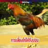 การเลี้ยงไก่ให้ถึงบ่อน