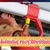  เลี้ยงไก่ชนต้องรู้  สาระน่ารู้ วิธีรักษาไก่ร้อนใน