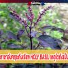 กะเพรา ทำไมภาษาอังกฤษถึงเรียก Holy Basil เหตุใดถึงเป็นพืชศักดิ์สิทธิ์