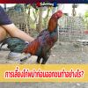 การเลี้ยงไก่พม่าก่อนออกชนทำอย่างไร?