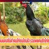 รวมแคปชั่นคำคมไก่ชนโดนใจ รวมพลคนรักไก่ชน!
