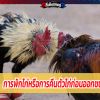 การพักไก่หรือการคืนตัวไก่ก่อนออกชน