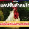รวมแคปชั่นคำคมไก่ชนโดนใจข้อคิดคำคมเลี้ยงไก่ชน