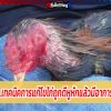 สาระน่ารู้....เทคนิคการแก้ไขไก่ถูกตีหูหักแล้วมีอาการคอบิดม้วนเป็นเกลียว
