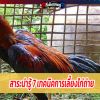 สาระน่ารู้ 7เทคนิคการเลี้ยงไก่ถ่าย