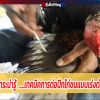 สาระน่ารู้  เทคนิคการต่อปีกไก่ชนแบบเร่งด่วน