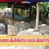 อาชีพเสริมเกษตรกร เลี้ยงไก่พื้นบ้าน บางระจัน เลือดแท้ ทำตลาดส่งออก