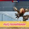 สาระน่ารู้...การประคองไก่ตอนหมดยก 