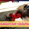 ไก่ชน เกมกีฬา หรือเกมทารุณ