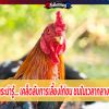 สาระน่ารู้.... เคล็ดลับการเลี้ยงไก่ชน ชนในเวลากลางคืน