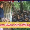 “ไก่ตะเภาทอง” เลี้ยงง่าย ขายดี สร้างรายได้ที่มั่นคงสู่ชุมชน