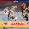 สาระน่ารู้.......วิธีดูลักษณะไก่ชน