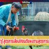 สาระน่ารู้ สูตรการเลี้ยงไก่ชนตีแพงตามสูตรการเลี้ยง21วัน
