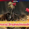 สาระความรู้วิธีดูไก่เก่งตอนเล็กๆ การดูลักษณะไก่เก่งตอนเล็กๆ