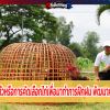 การทำเนื้อทำตัวหรือการคัดเลือกไก่เพื่อมาทำการฝึกฝน พัฒนาความแข็งแกร่ง