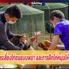  เทคนิคการเลี้ยงไก่ชนแบบพม่า และการฝึกไก่หนุ่มให้บินดีตีเจ็บ 