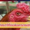 5ลักษณะตาไก่ที่เก่งเฉลียวฉลาดเอาชนะคู่ต่อสู้ได้