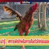 สาระน่ารู้.... #การพักไก่หรือการคืนตัวไก่ก่อนออกชน