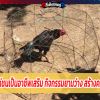 เลี้ยงไก่ชนเป็นอาชีพเสริม กิจกรรมยามว่าง สร้างความสุข