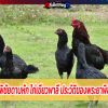 ไก่พระยาพิชัยดาบหัก ไก่เขียวพาลี ประวัติของพระยาพิชัยดาบหัก