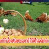 แม่ไก่อารมณ์ดี เลี้ยงปล่อยธรรมชาติ ได้ไข่ไก่ออร์แกนิก เพิ่มมูลค่า