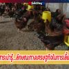 ลักษณะทางเศรษฐกิจในการเลี้ยงไก่