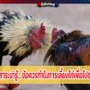 สาระน่ารู้...ข้อควรทำในการเลี้ยงไก่เพื่อไปชน