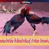 ลักษณะไก่ก๋อย ที่เซียนไก่ต้องรู้ ป่าก๋อย ไก่ชนพันธุ์ดี