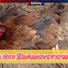 ไก่ขาอ่อน เกิดจาก วิธีป้องกันและรักษาอาการขาอ่อนของไก่ 