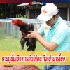 การดูชั้นเชิง การคัดไก่ชน ที่จะนำมาเลี้ยง