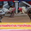 การดูบาดแผลไก่ระหว่างชน การแทงไก่ชนออนไลน์