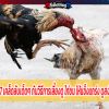 ทีเด็ดไก่ชนเผย 17 เคล็ดลับเด็ดๆ กับวิธีการเลี้ยงดู ไก่ชน ให้แข็งแกร่ง ดูสง่า และ