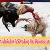 ทีเด็ดไก่ชนเผย 17 เคล็ดลับเด็ดๆ กับวิธีการเลี้ยงดู ไก่ชน ให้แข็งแกร่ง ดูสง่า และ