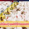 ผู้เลี้ยงไก่เนื้อแนะรัฐ หนุนผลิตไก่ไร้คาร์บอนแข่งตลาดโลก