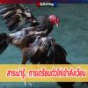 สาระน่ารู้... การเตรียมตัวไก่เข้าสังเวียน