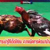 สาระน่ารู้ทีเด็ดไก่ชน  4เทคนิคการพัฒนาม้าล่อ