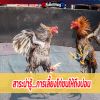 สาระน่ารู้....การเลี้ยงไก่ชนให้ถึงบ่อน