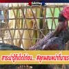 สาระน่ารู้ทีเด็ดไก่ชน..... #ลูกผสมพม่าที่มาแรง