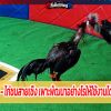 ไก่ชนสายเชิง เพาะพัฒนาอย่างไรให้ใช้งานได้ในสนามจริง