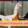 คนโบราณบอกเอาไว้ ไก่สาวไข่ชุดแรกควรทิ้ง จริงหรือไม่