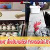 “ไก่แจ้ดาดฟ้าชุมพร” เลี้ยงเป็นงานอดิเรก ทำตลาดออนไลน์ สร้างรายได้ตลอดปี