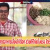 สูตรอาหารเลี้ยงไก่ต๊อก ช่วยให้ไก่แข็งแรง โตเร็ว