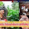 ไวท์เลกฮอร์น ไก่เมืองนอกเลี้ยงง่าย ออกไข่ใบใหญ่ ดก เร็ว