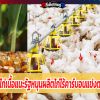 ผู้เลี้ยงไก่เนื้อแนะรัฐหนุนผลิตไก่ไร้คาร์บอนแข่งตลาดโลก