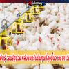 สมาคมผู้เลี้ยงไก่พันธุ์ วอนรัฐช่วย หลังแบกรับต้นทุนที่สูงขึ้นจากราคาวัตถุดิบที่ข