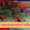 ไก่ชนพม่ามีขั้นตอนการคัดไก่ผ่าน ด้วยวิธีไหน เรามีคำตอบ