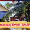 น้ำทะเลหนุนชายฝั่งพังงาสูงสุดในรอบ 50 ปี ทำไก่ตายกว่า 5 พันตัว เสียหายกว่าครึ่งล