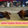 ทีเด็ดไก่ชน-เคล็ดลับการดูแลไก่ชน ให้แข็งแรง พร้อมปราชัยทุกสนาม